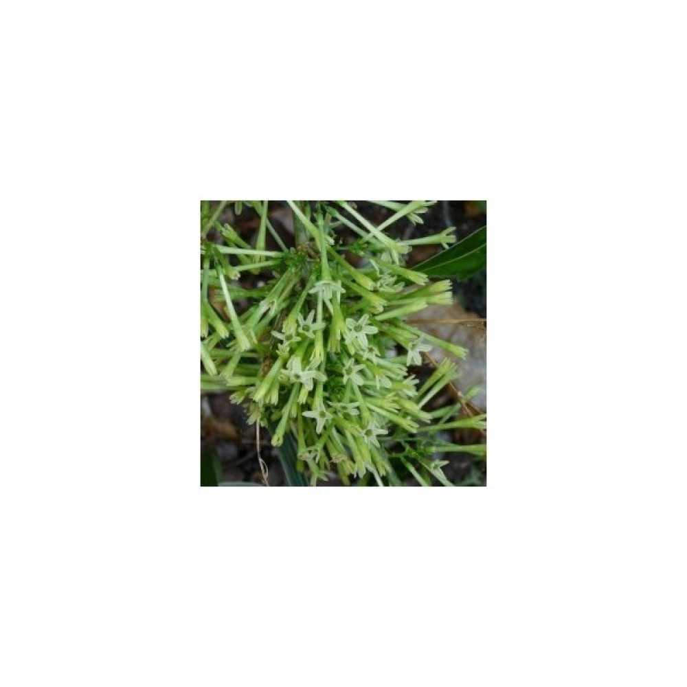Fidan Burada MELİSA - PARFÜM ÇİÇEĞİ (Cestrum Nocturnum) Bitki Fiyatı