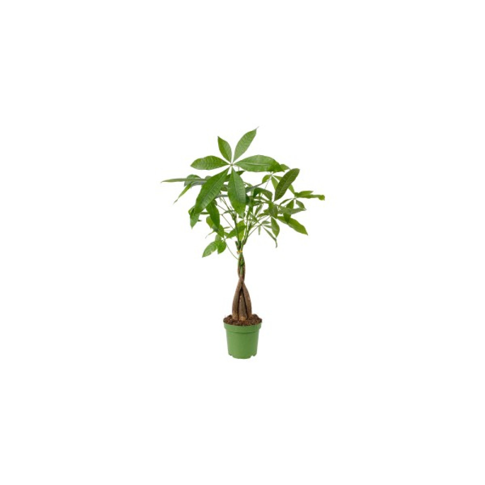 Fidan Burada Örgülü Para Ağacı - Pachira Aquatica 40-60 cm Bitki Fiyatı