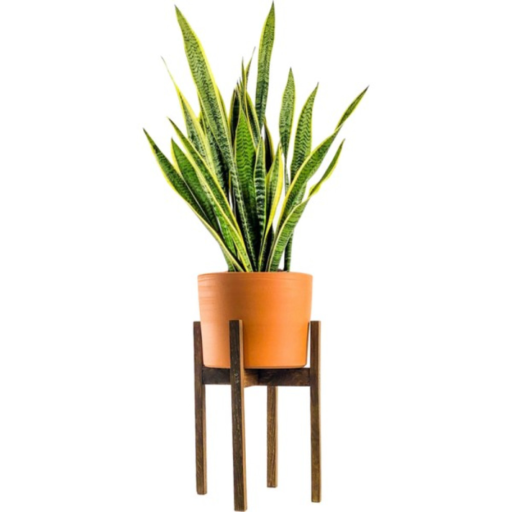 Fidan Burada Paşa Kılıcı - Peygamber Kılıcı - Ruby Ahşap Ayaklı Saksılı Terra Cotta 70-90 cm Bitki Fiyatı
