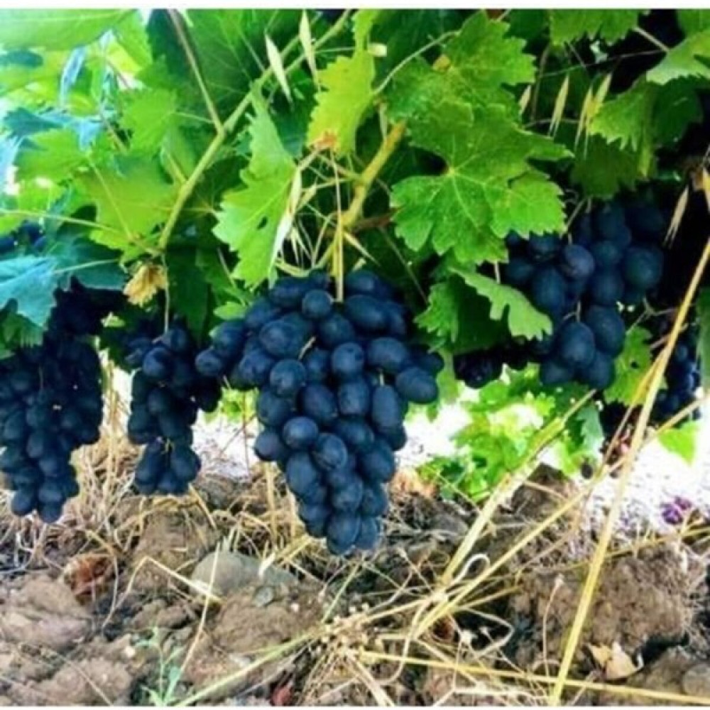 Fidan Dükkanı Horoz Karası (Antep Karası),Açık Kök Üzüm (Asma-Bağ) Fidanı Fidan Fiyatı