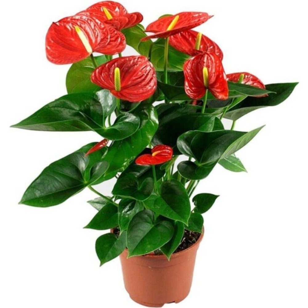 Fidan Merkezi Anthurium Andraeanum Kırmızı Antoryum Flamingo Çiçeği Bitki Fiyatı