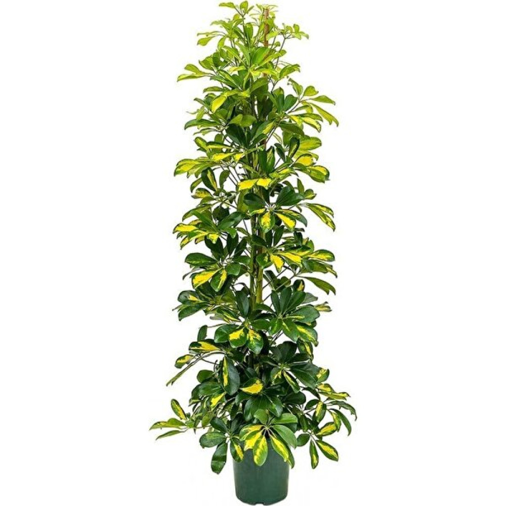 Fidan Merkezi Şeflera Bitkisi Schefflera Bitkisi 100-140 cm 5 Parmak Bitkisi Ev,ofis ve Salon Bitkisi Bitki Fiyatı