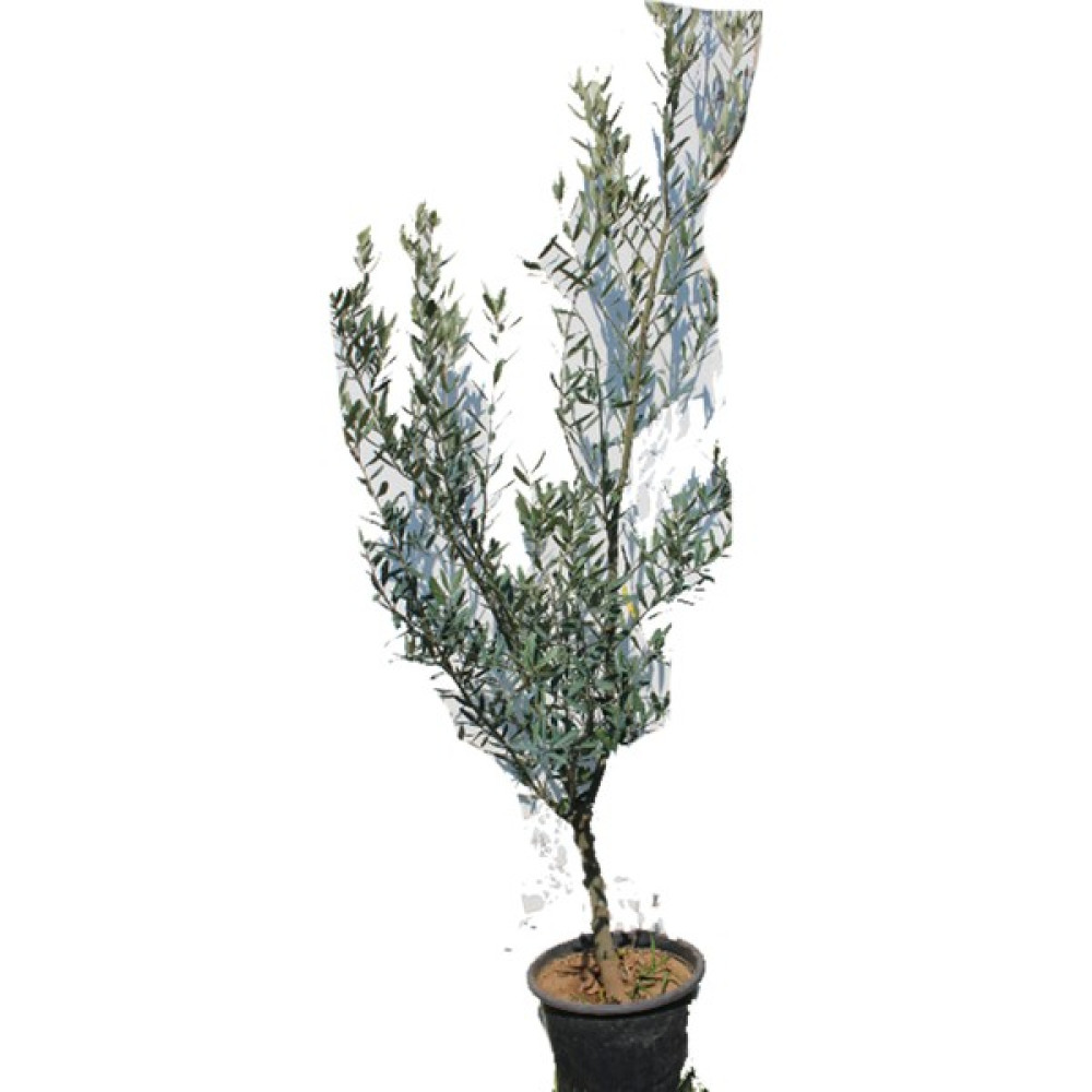 Fidan Ofisim Bursa Gemlik Zeytin Fidanı +150 cm Fidan Fiyatı