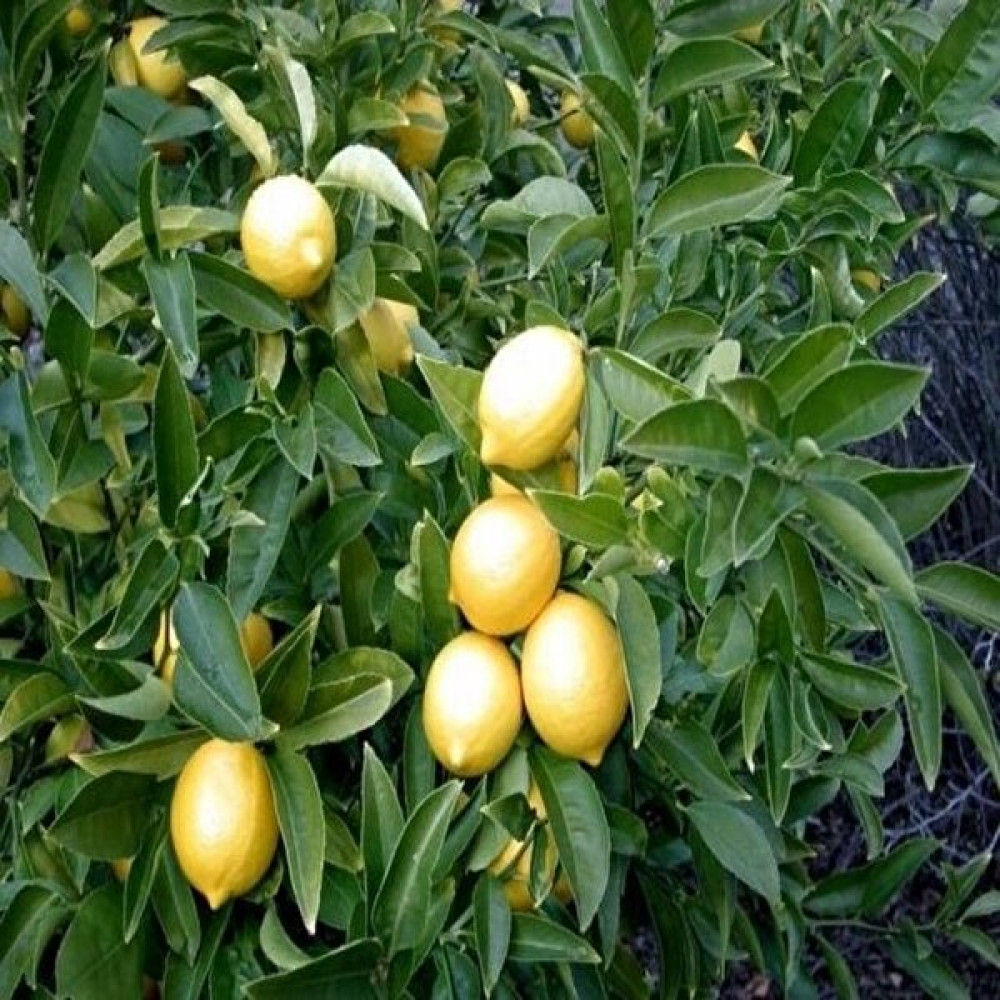 Fidan Ofisim Yediveren Limon Fidanı Tüplü +150 cm Fidan Fiyatı