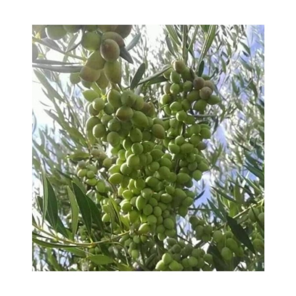 Fidan Paketim Arbequina Ispanya Zeytini Ağacı - küçük form Fidan Fiyatı