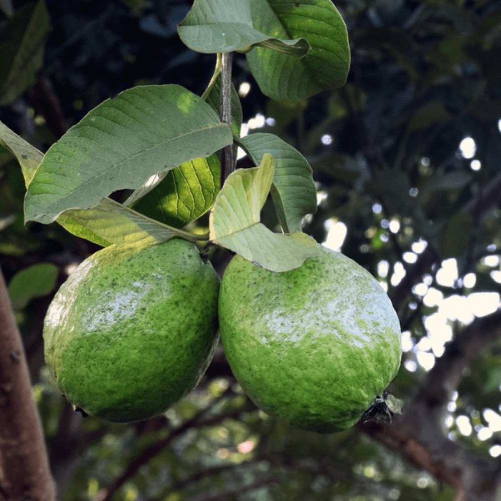 Fidan Paketim Guava Ağacı Fidan Fiyatı