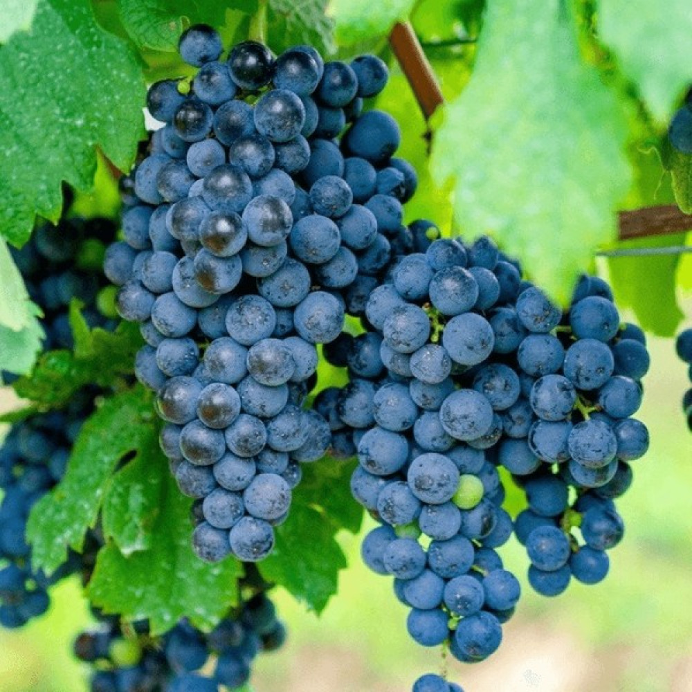 Fidan Paketim Merlot Üzüm Fidan Fiyatı