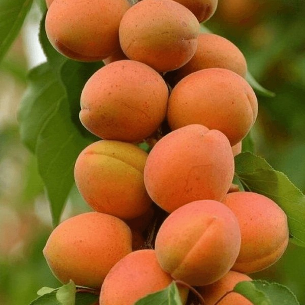 Fidan Paketim Orange Ruby Kayısı Ağacı Fidan Fiyatı