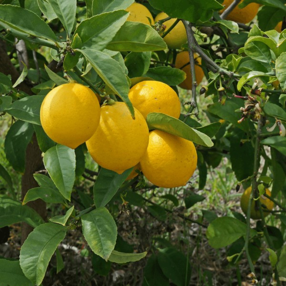 Fidan Paketim Tatlı Limon Ağacı Fidan Fiyatı