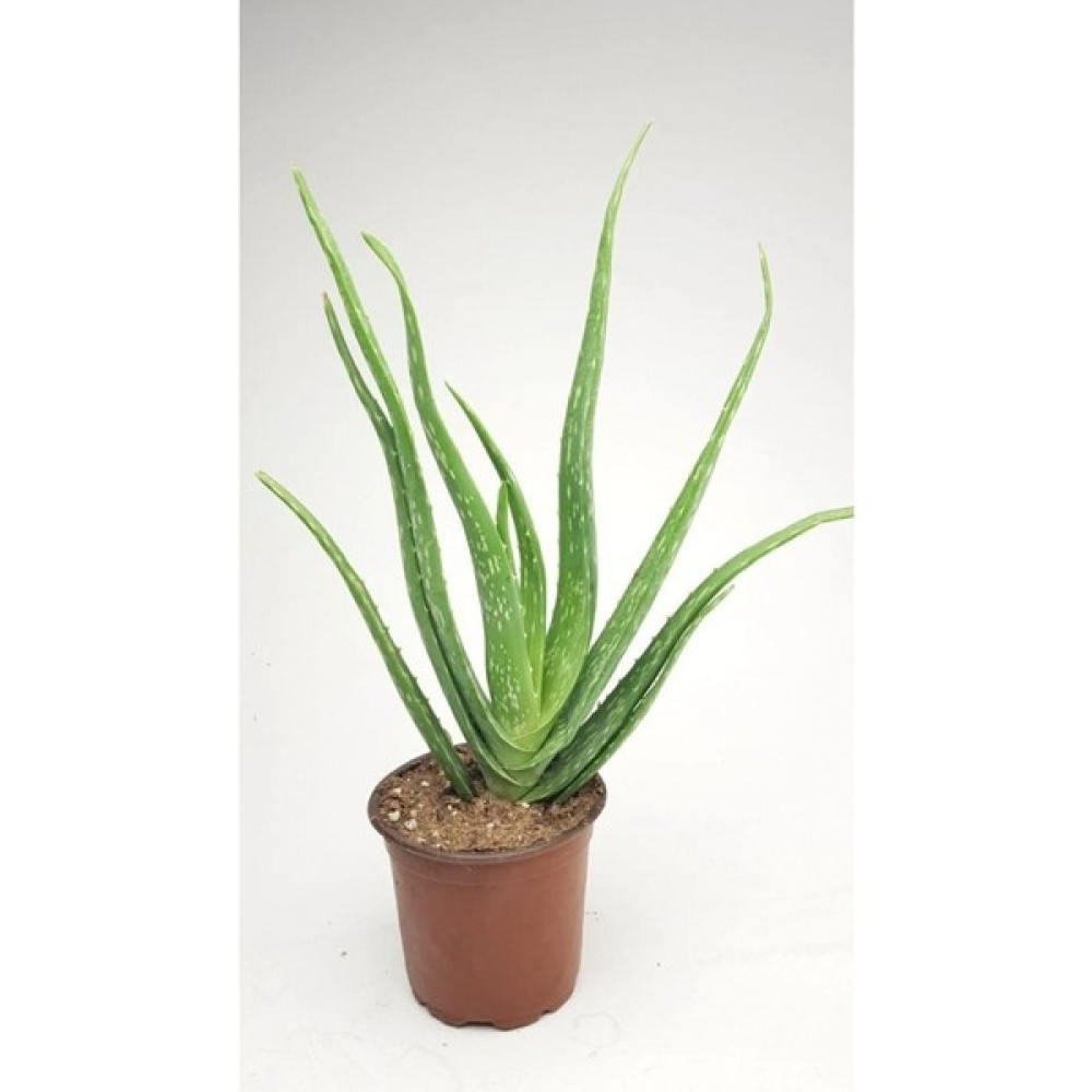 Fidan Peyzaj - Aloe Vera (Köklenmiş / 1 Yaş) Bitki Fiyatı