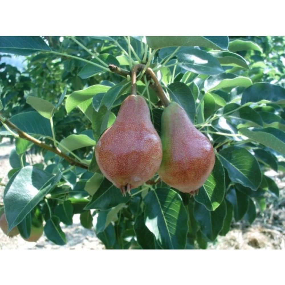 Fidan Peyzaj Fidan & Peyzaj - June Beauty Armut Fidanı (140 - 150 Cm. Boy / Açık Köklü / Seçkin Çeşit) Fidan Fiyatı