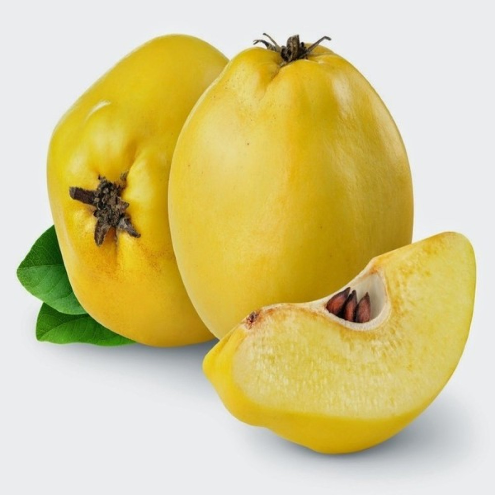 Fidan Peyzaj Fidan & Peyzaj - Limon Ayva Fidanı (150 Cm. Boy / Açık Köklü) Fidan Fiyatı