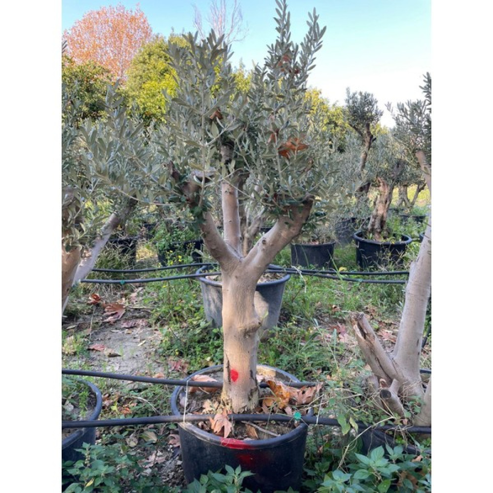 Fidan Sahası 20 Yaş 65 Lt Saksıda Bodur Gemlik Zeytin Ağacı Gövde Çapı 50-80 cm (Boy 100-120 Cm) Fidan Fiyatı