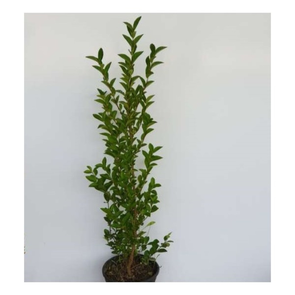 Fidan Sahası Çit Bitkisi Ligustrum Kurtbağrı Fidanı Boy 90-110 cm 4 Adet Fidan Fiyatı