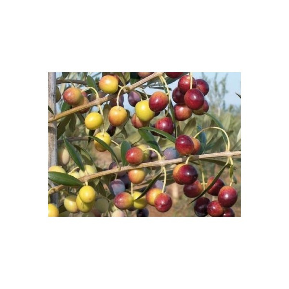Fidan Sahası Saksılı Bodur Arbequina Zeytin Fidanı 1 Yaş - 40 - 60 cm 4'lü Fidan Fiyatı
