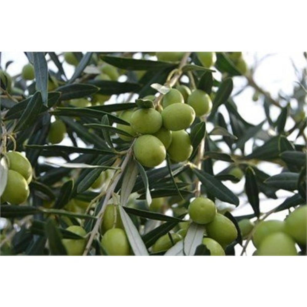 Fidan Sahası Tüplü 5 - 6 Yaş 8 - 14 Kutur Gemlik Zeytin Fidanı Fidan Fiyatı