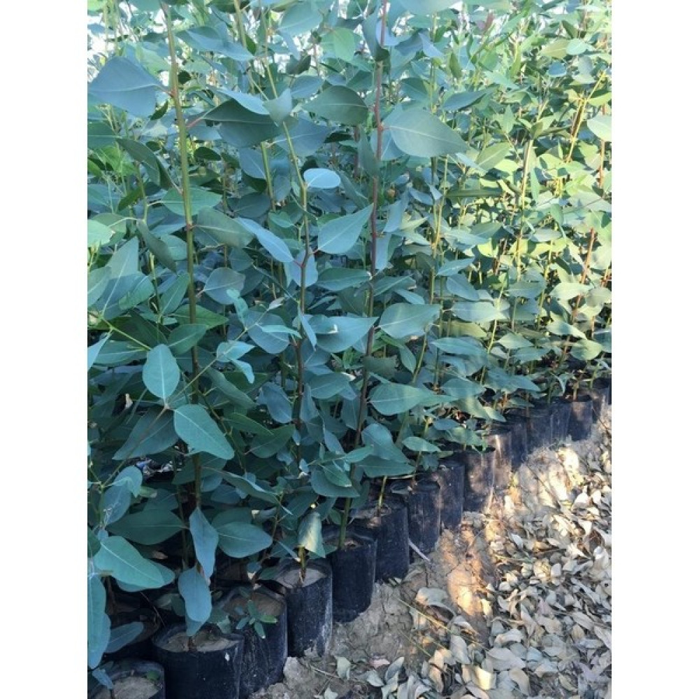 Fidan Sahası Tüplü Okaliptus Fidanı 120 - 140 cm 2'li Fidan Fiyatı