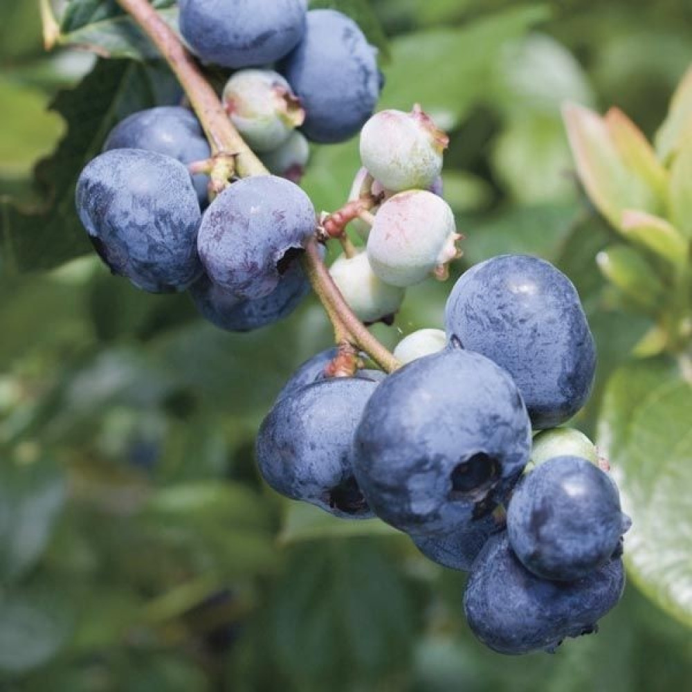 Fidan Sepetim 10 Adet Bluegold Çeşiti Yaban Mersini Fidanı Paketi Fidan Fiyatı