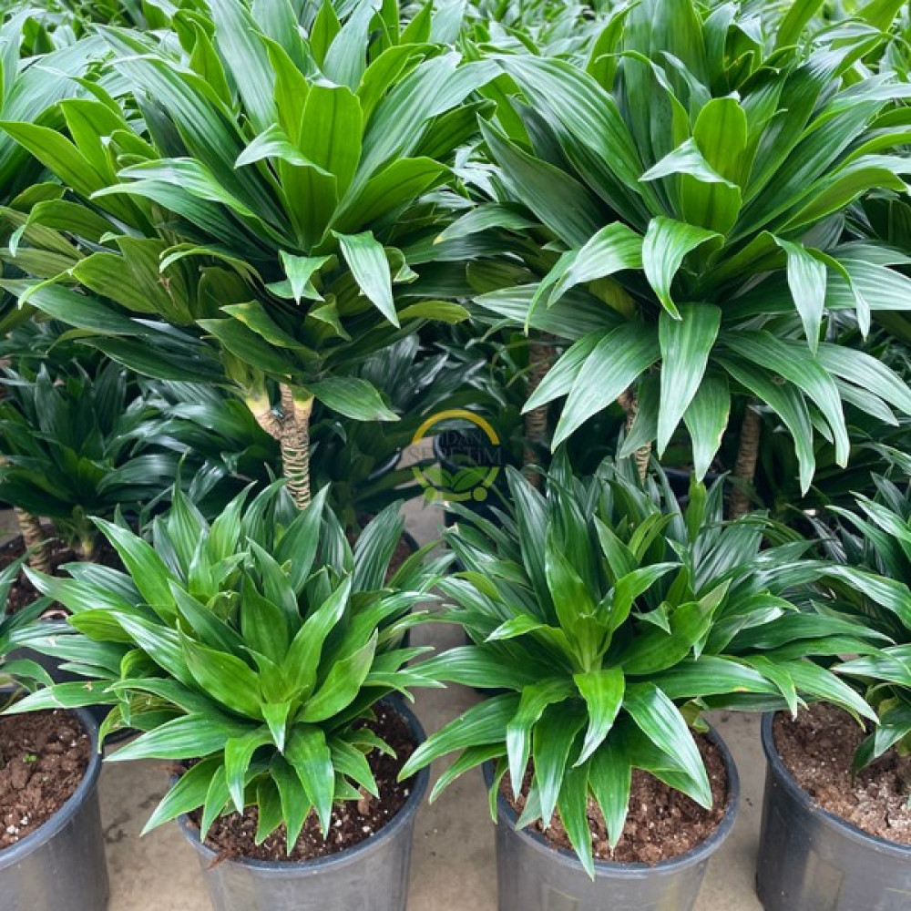 Fidan Sepetim 2 Gövdeli Dracaena Compacta Bitkisi 80-90 cm Oto Boyaları Fiyatı