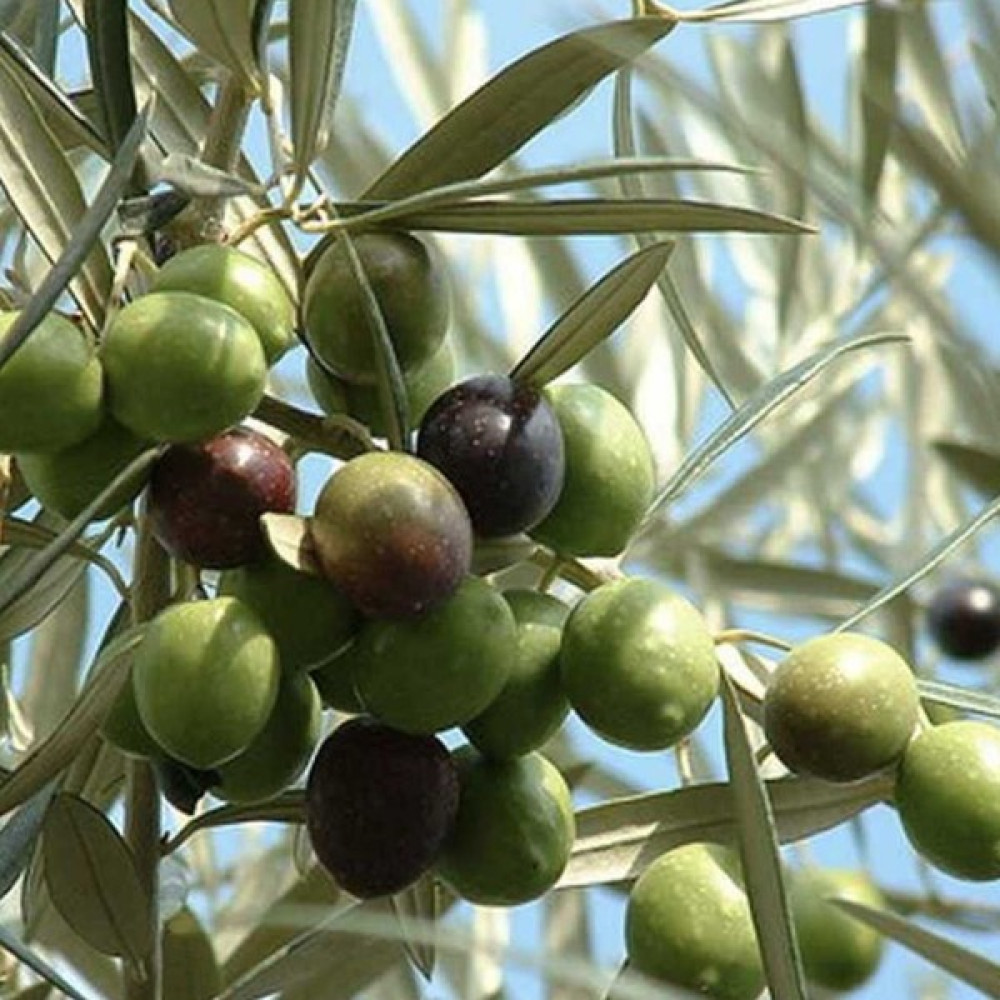 Fidan Sepetim 2 Yaş Edremit Zeytin Fidanı Fidan Fiyatı