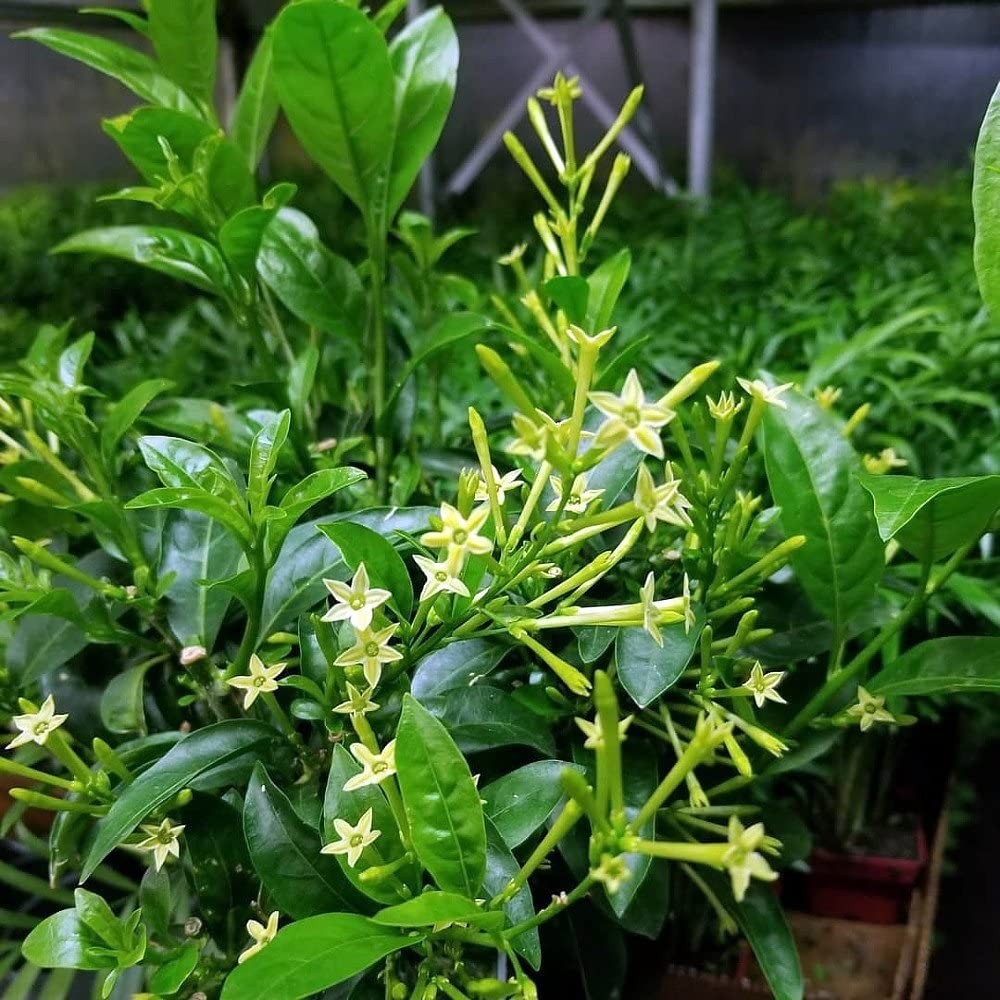 Fidan Sepetim 2 Yaş Melisa Fidanı - Gece Kokulu Parfüm Çiçeği 'Cestrum Nocturnu Parfümler Fiyatı