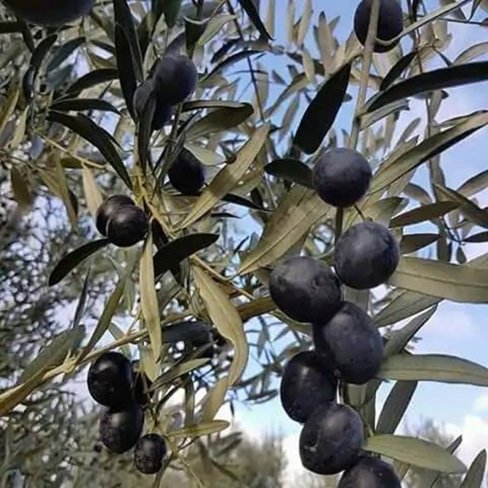 Fidan Sipariş Gemlik Trilye Zeytin Fidanı Fidan Fiyatı