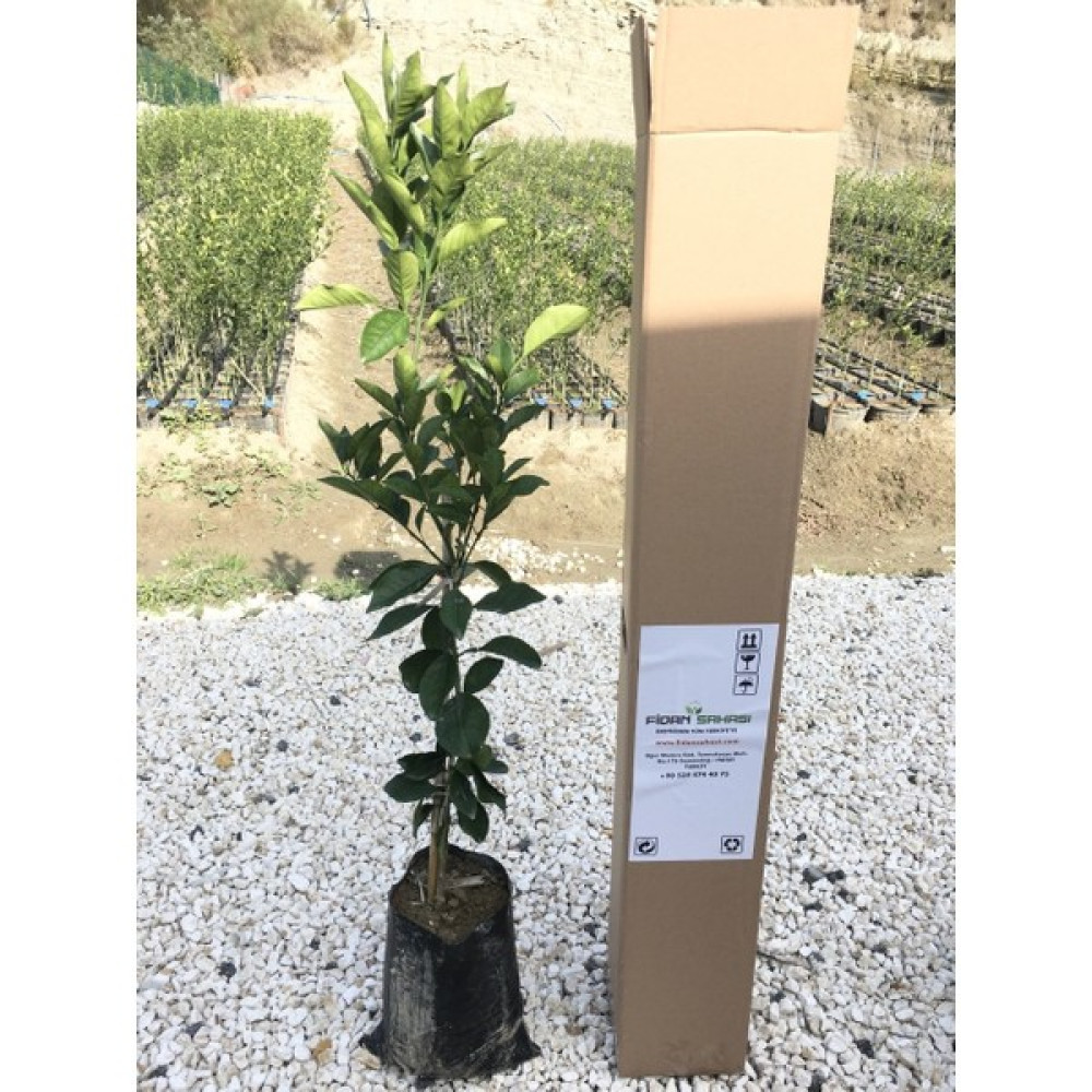 Fidan Tüplü Aşılı Red Blood Orange Portakal Fidanı 2 Yaş 90-110 cm Boy Fidan Fiyatı