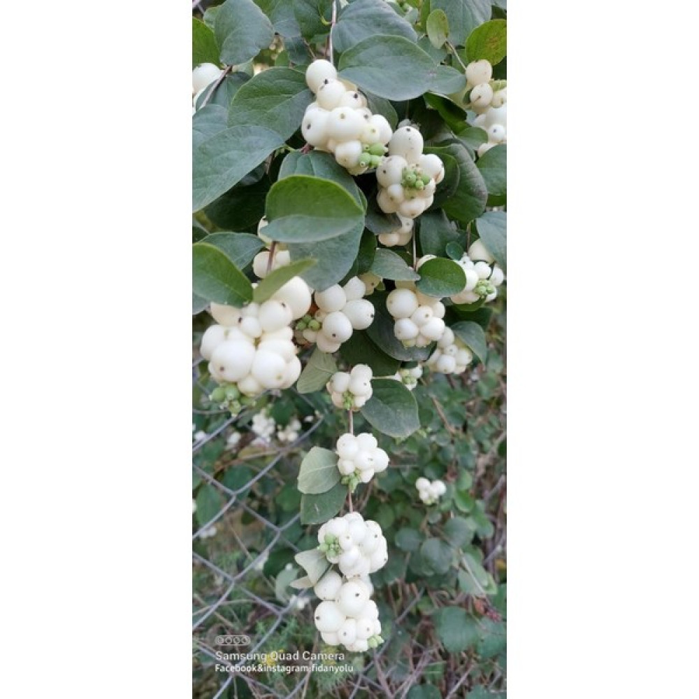 Fidan Yolu Beyaz Inci Çalısı Caprifoliaceae - 0 Oto Boyaları Fiyatı