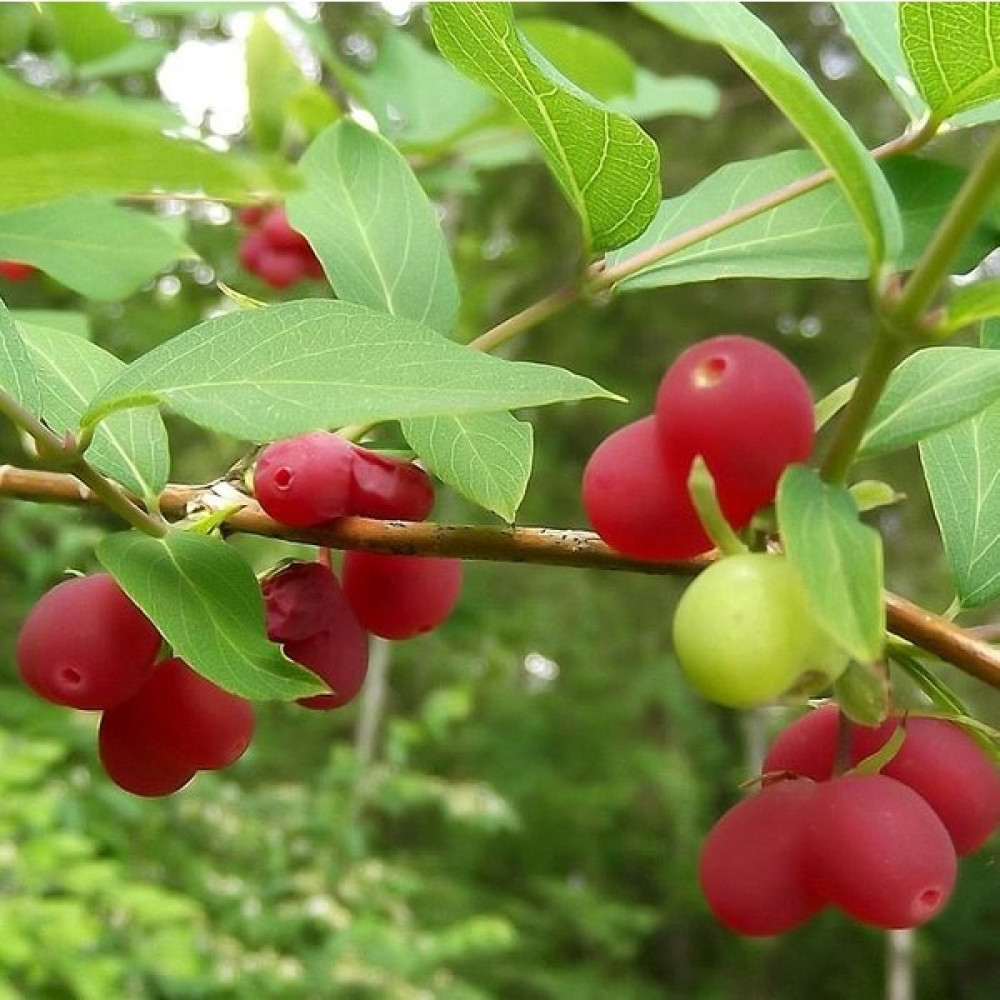 Fidan Yolu Kış Hanımeli Fidan Lonicera Fragrantissima ( Limon Kokulu ) - Tekli Oto Boyaları Fiyatı