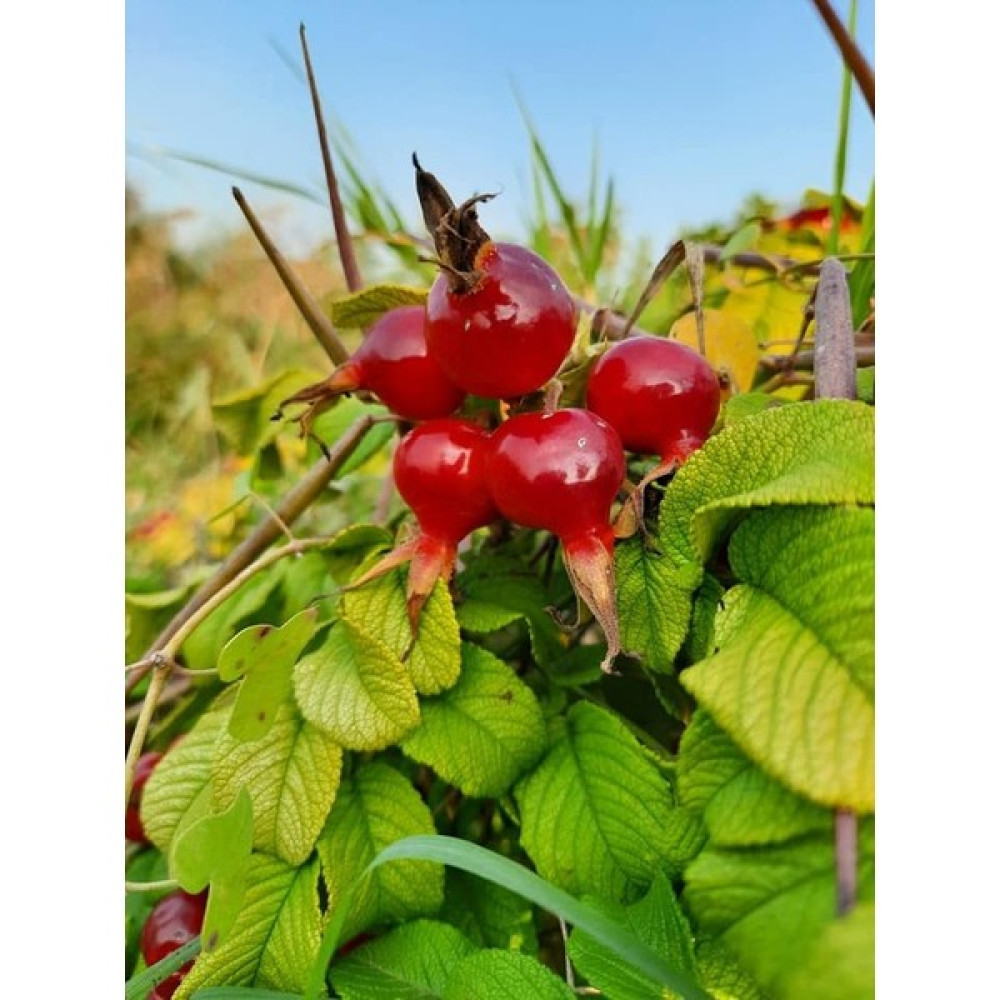 Fidan Yolu Rosa Rugosa Yediveren Kırmızı Kuşburnu Oto Boyaları Fiyatı