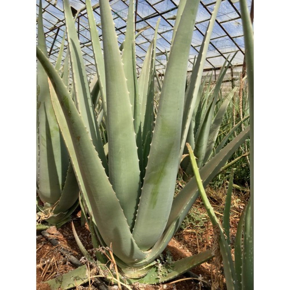 FidanBudur Aloe Vera Bitkisi-Jel İçin 30-40 Cm, Tıbbi Sarısabır Bitki Fiyatı