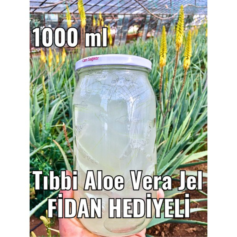 FidanBudur Aloe Vera Jel Doğal 1000 ml Ilaçsız Üretim Vücut Sıkılaştırıcı ve İncelticiler Fiyatı