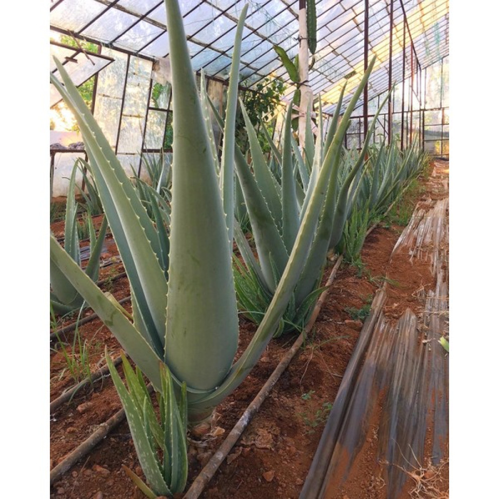 FidanBudur Odunsu Gövde Aloe Vera Bitkisi 60 cm 2 Yaş Anaç Saksısız Köklü Yavru Aloe Vera Plant Bitki Fiyatı
