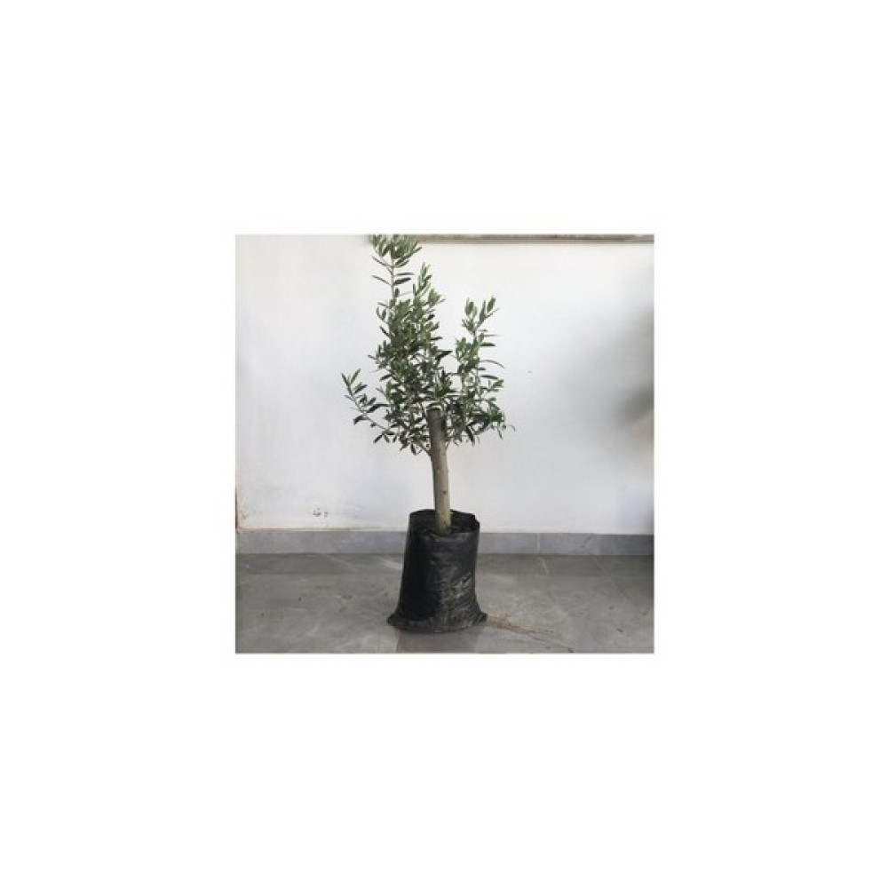 Fidancıyız Gemlik Zeytin Fidanı 2yaş 50 Ila 60 Cm Boy Fidan Fiyatı