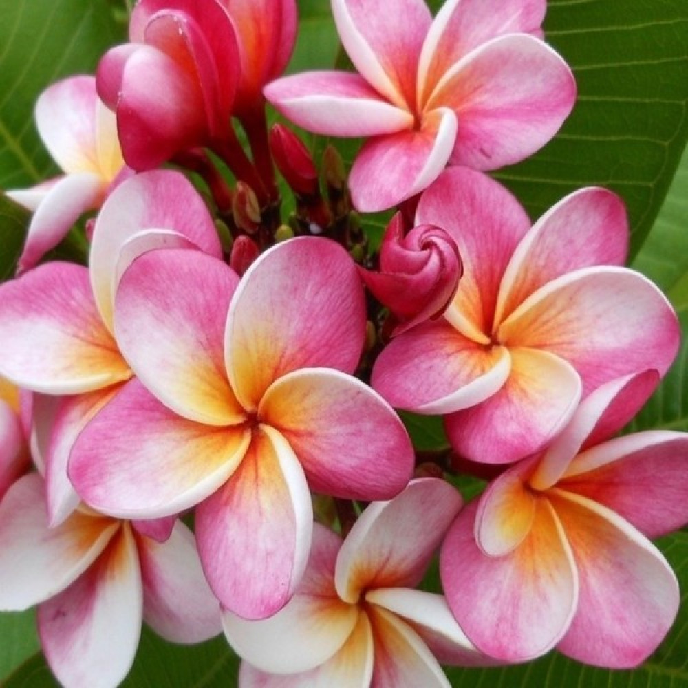 Fidancıyız Saksıda Amerikan Fulu (Plumeria Alba) Ağacı Fidanı(Boy 1m ) Oto Boyaları Fiyatı