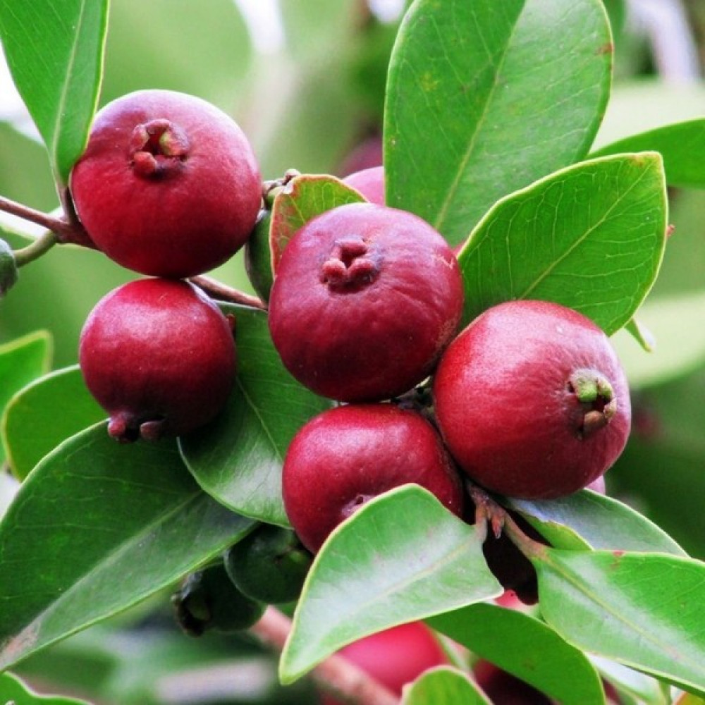 Fidancıyız Saksıda Soğuklara Dayanıklı Çilek Guava Fidanı ( Meyve Verme Yaşında) Fidan Fiyatı