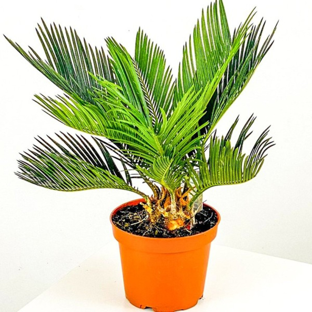 Fidancıyız Saksıda Yalancı Sagu Palmiyesi Sikas Cycas 2 4 Yaprak Fidan Fiyatı