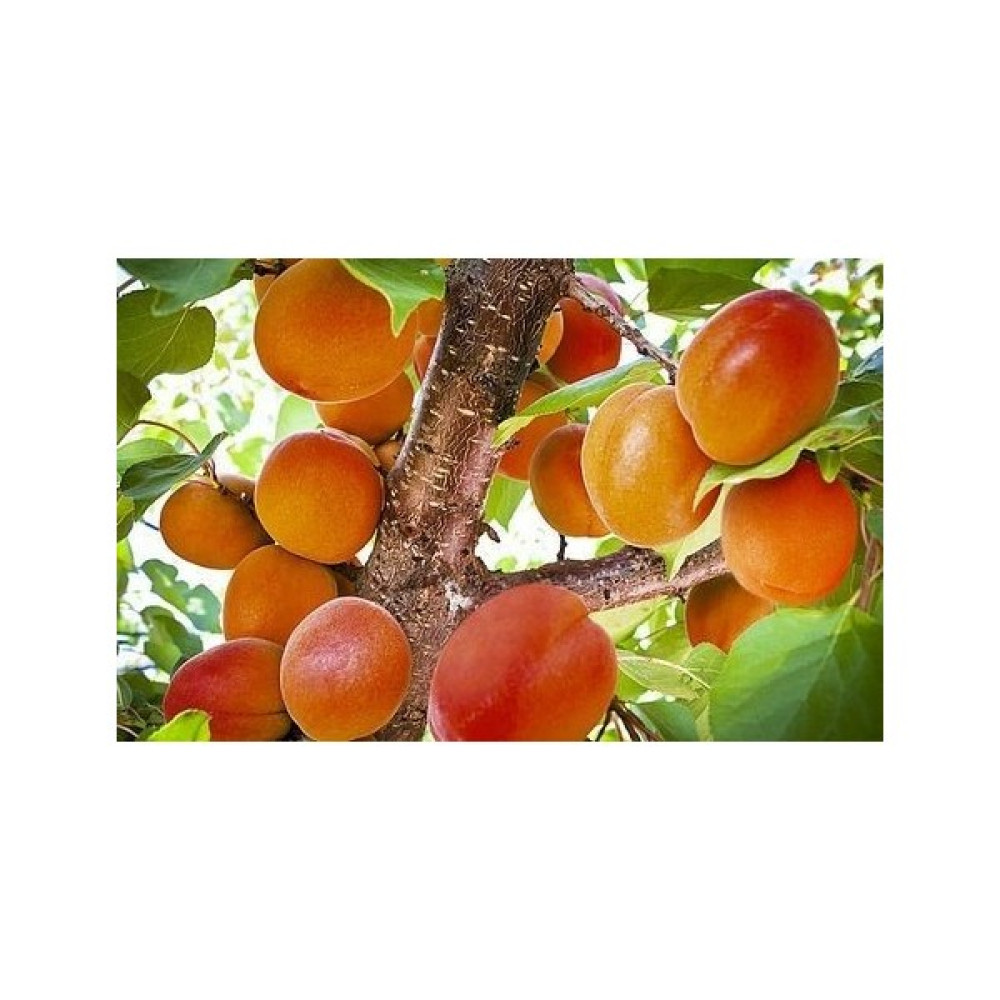 Fidancıyız Tüplü Fidan Alkayısı (Alyanak) Kayısı Fidanı Fidan Fiyatı