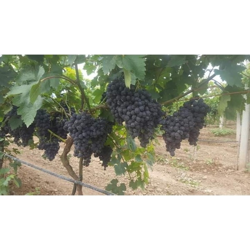 Fidancıyız Tüplü Fidan Erkenci Üzüm Fidanı Sinan Bey Fidan Fiyatı