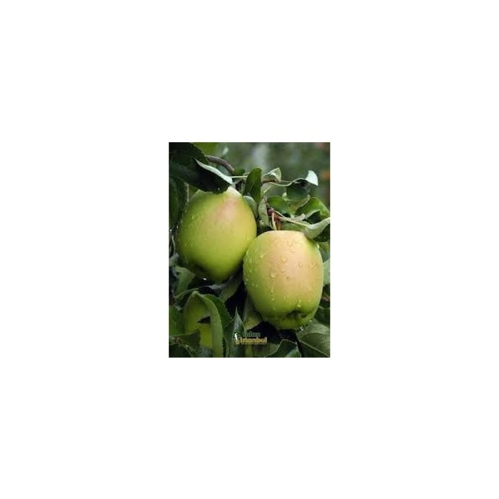 Fidancıyız Tüplü Fidan Golden Elma Fidanı Fidan Fiyatı
