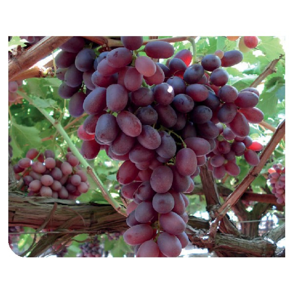 Fidancıyız Tüplü Fidan Vitroplant Anatolia Üzüm Fidanı Fidan Fiyatı