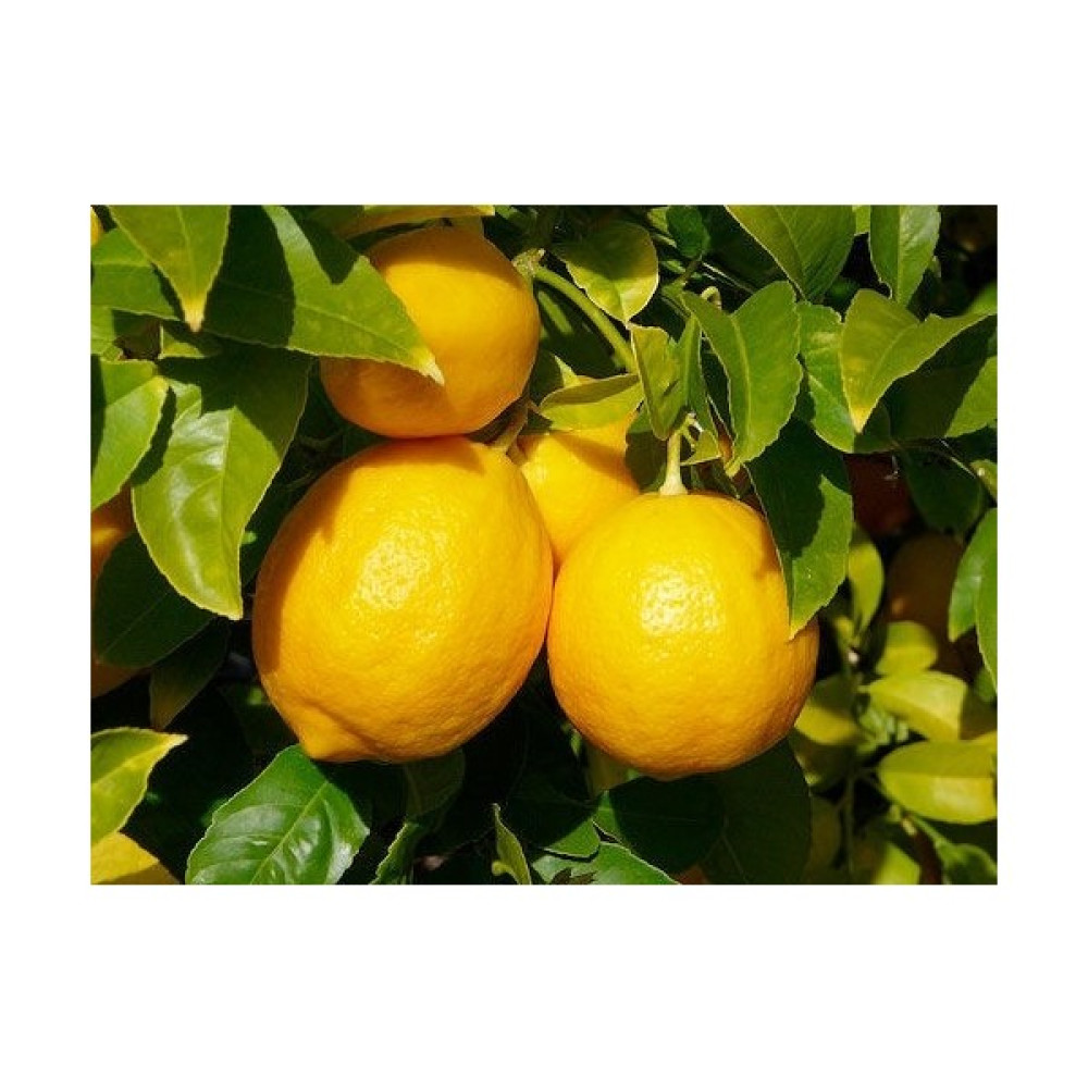 Fidancıyız Yediver Limon Fidanı Fidan Fiyatı