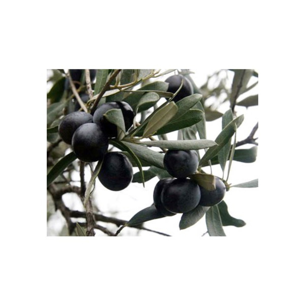 Fidandiyarı Tüplü Gemlik(Trilye) Zeytin Fidanı (50-80 Cm) Fidan Fiyatı