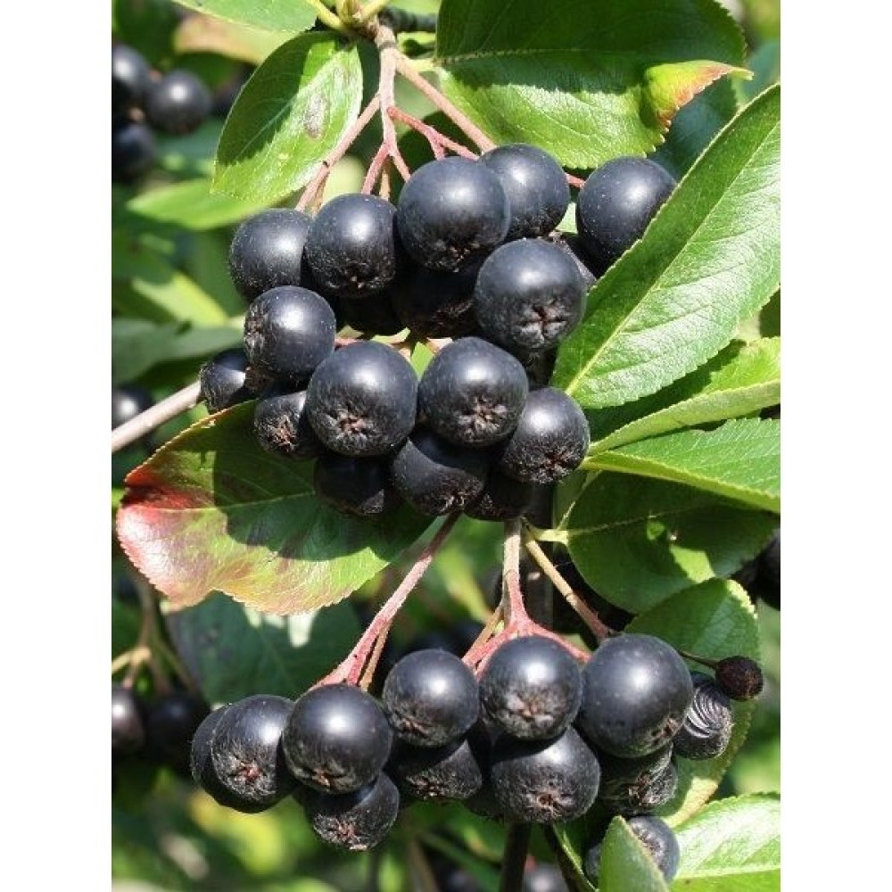 Fidanistanbul Aronya Fidanı Rus Yaban Mersini Aronia Melanocarpa Viking 4 Yaş 40 60 cm Saksıda - 1 Adet Oto Boyaları Fiyatı
