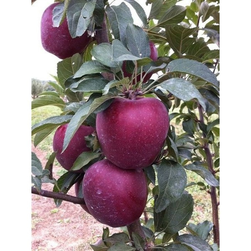 Fidanistanbul Elma Fidanı Starkrimson Delicious 120 cm Saksıda - 1 Adet Oto Boyaları Fiyatı