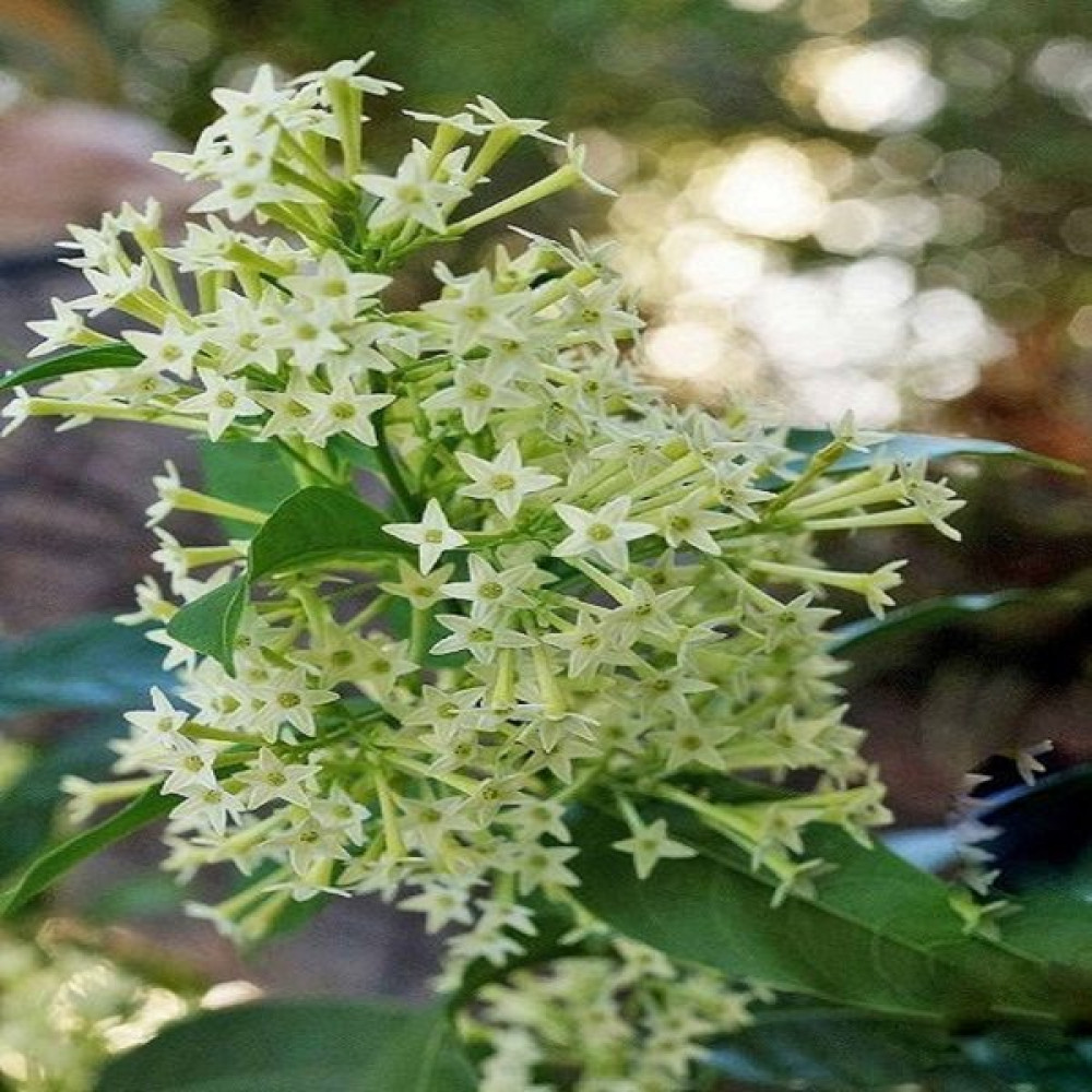 Fidanistanbul Melisa Parfüm Çiçeği Tohumu +-40 Adet Paketli - 40 Adet Tohum Fiyatı