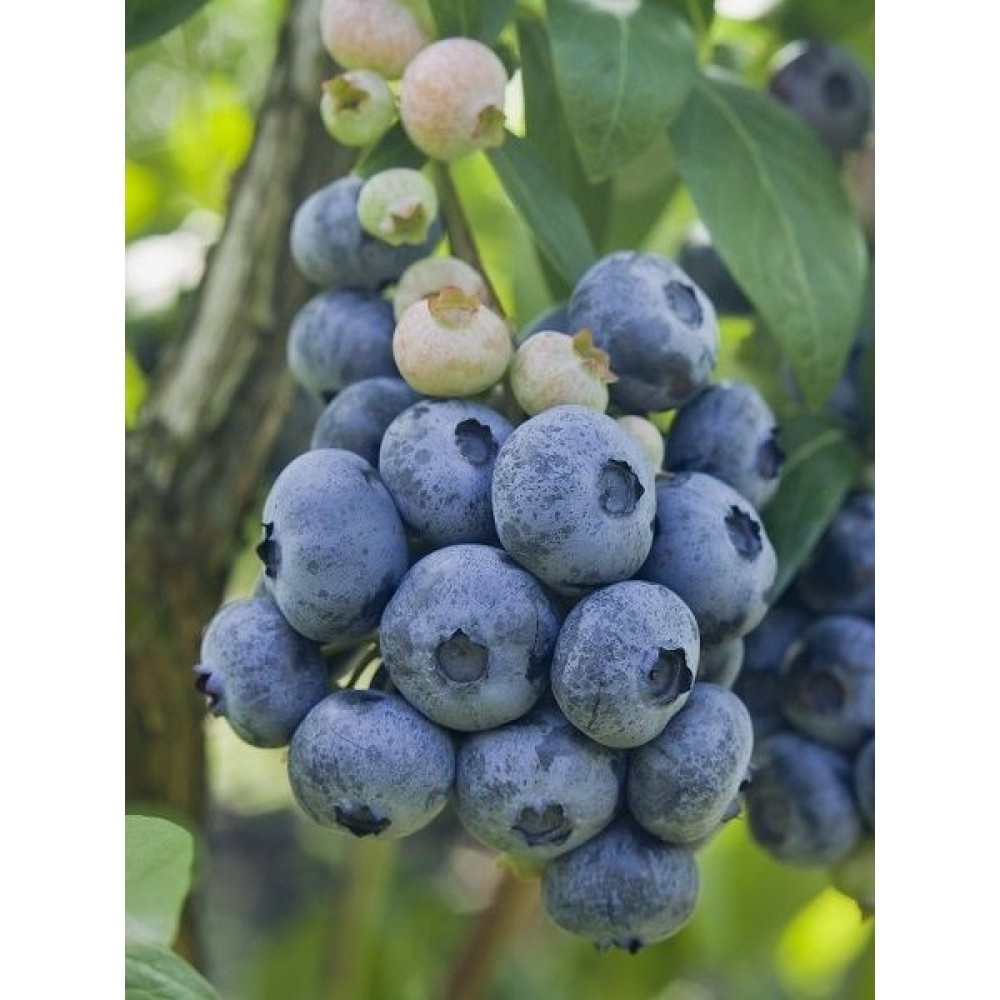 Fidanistanbul Yaban Mersini Fidanı Vaccinium Corymbosum Blueberry 3 Yaş Saksıda - 1 Adet Oto Boyaları Fiyatı