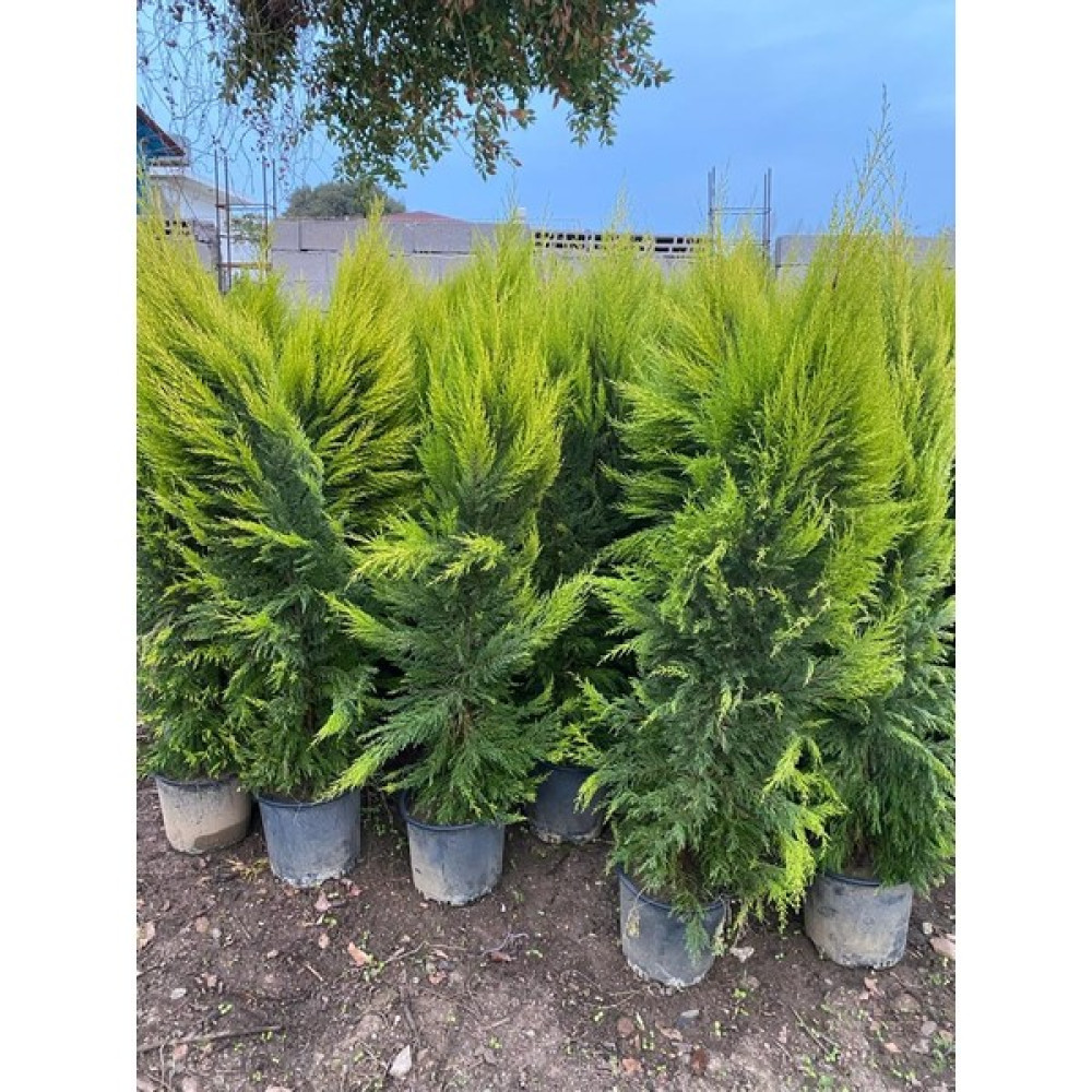 Fidanlıdan 2 Metre Boyunda Formlu Limon Çamı Fidanı Fidan Fiyatı
