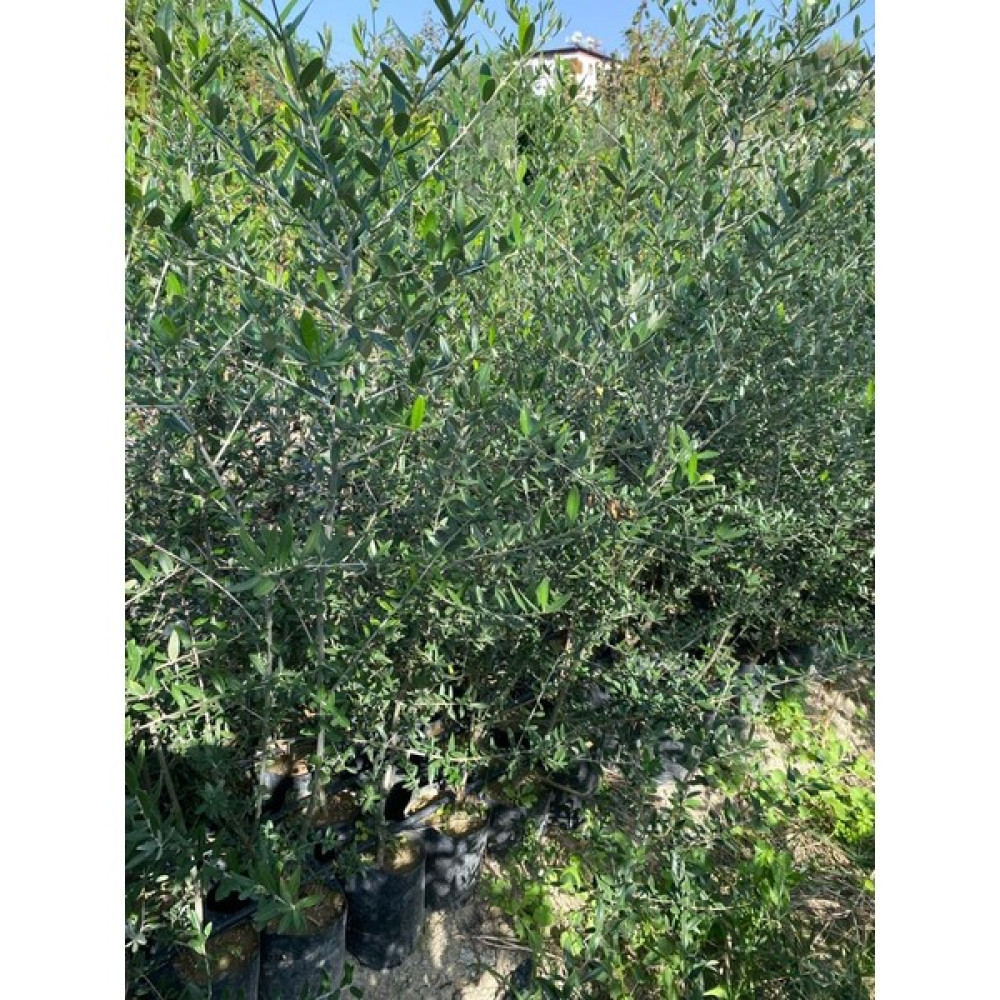 Fidanlıdan Tüplü Boylu Halhalı Zeytin Fidanı Fidan Fiyatı