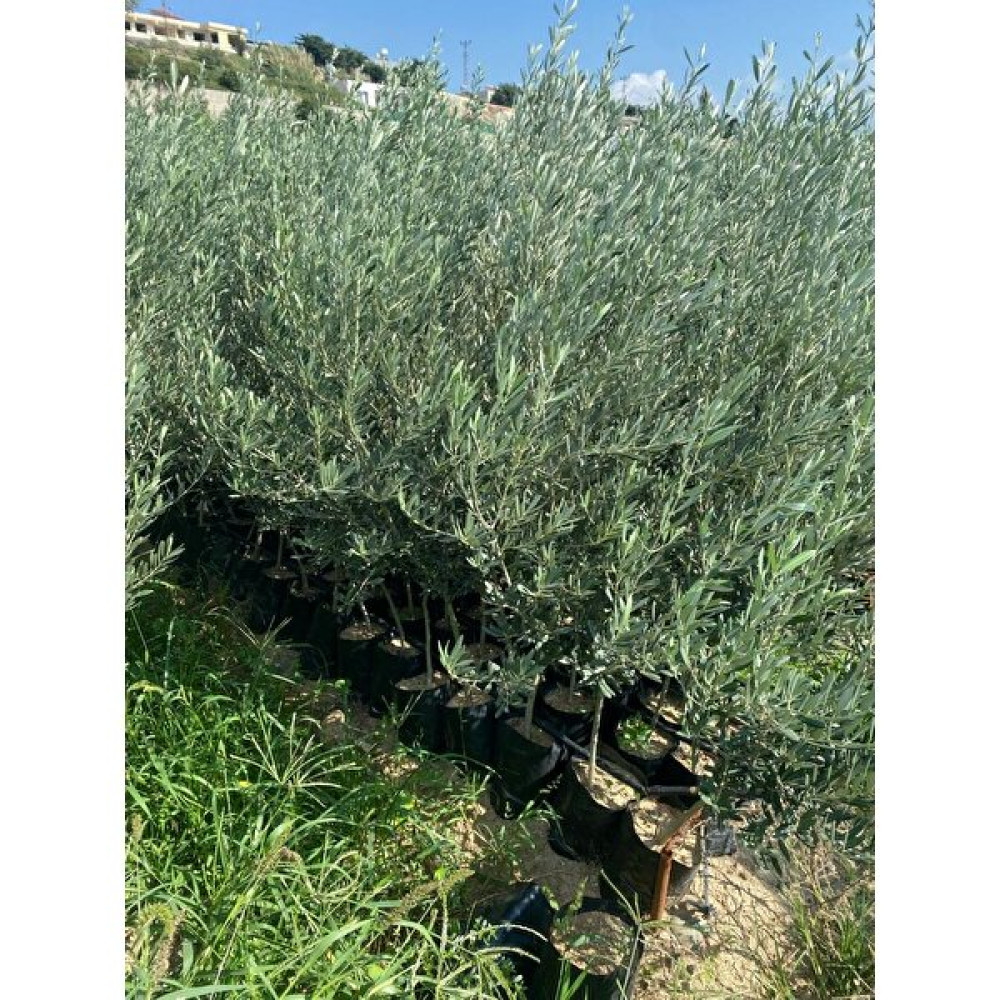 Fidanlıdan Tüplü Gelişkin Boylu 2 Yaşında Gemlik Zeytin Fidanı Fidan Fiyatı